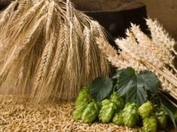 ingredienti per fare la birra