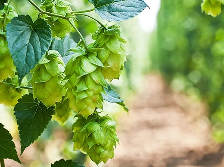 Luppolo birra