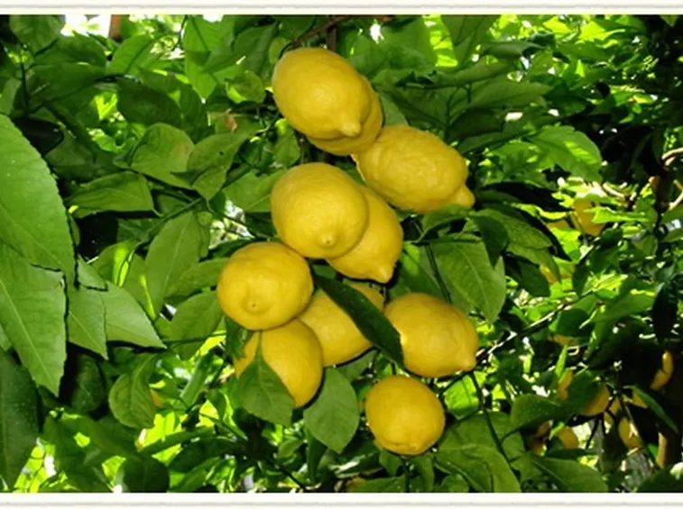 limoncello