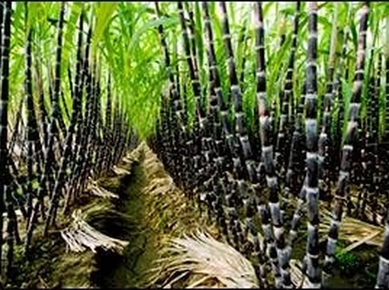 canna da zucchero