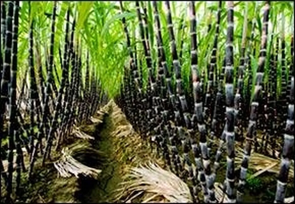 canna da zucchero
