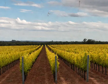 Moscato giallo