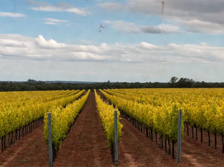 Moscato giallo