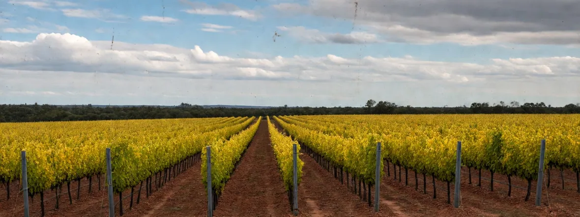 Moscato giallo