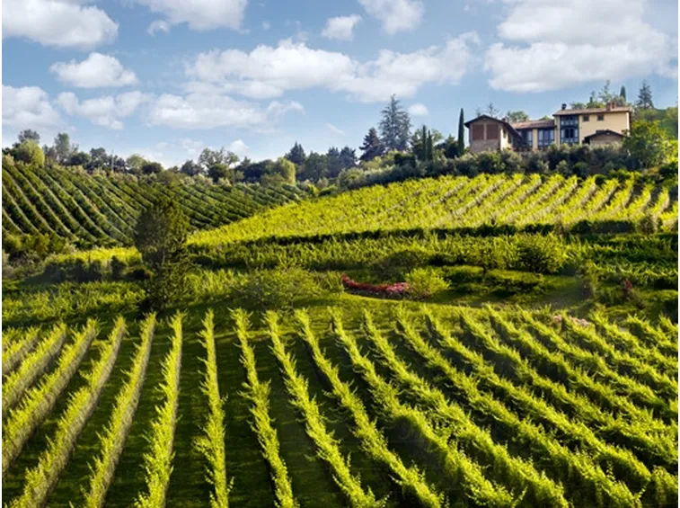 Il Moscato di Scanzo