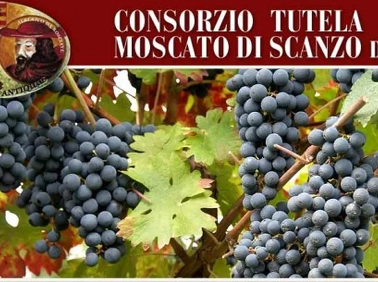 Il Moscato di Scanzo
