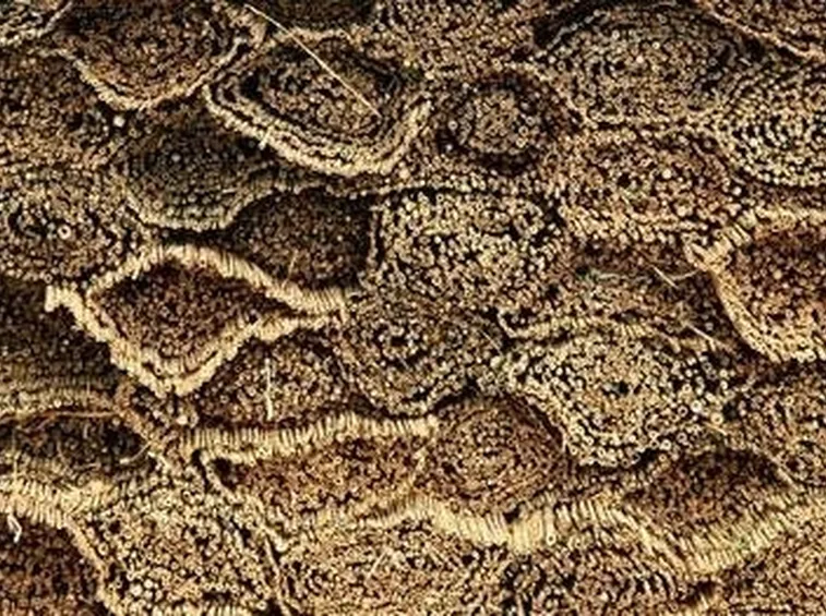 graticci