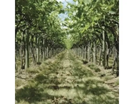 I vini dell'Erice