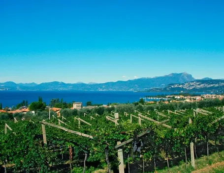 vigneti del garda