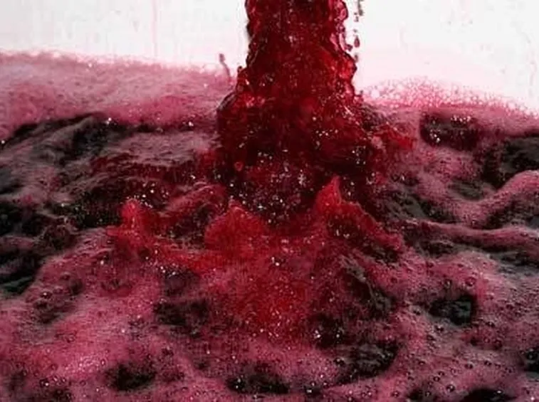 vino rosso