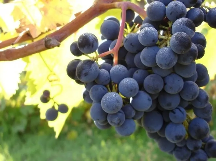 montepulciano