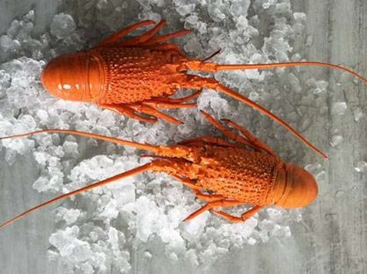 Tecniche crostacei
