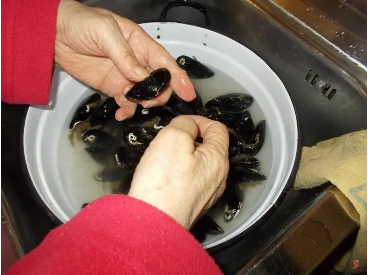 cozze