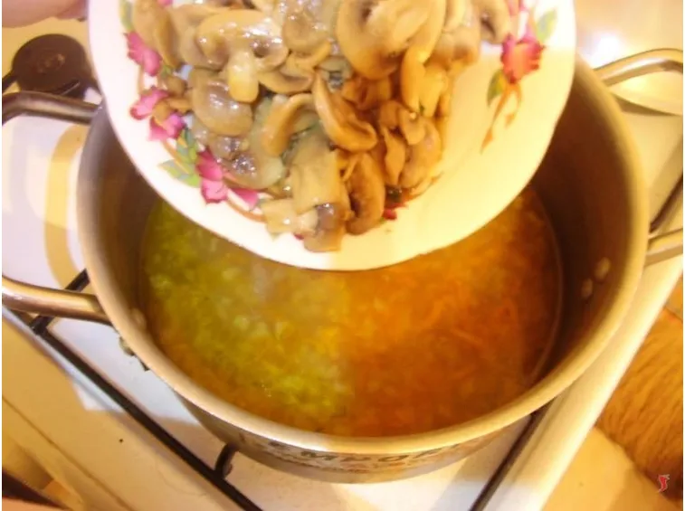 funghi
