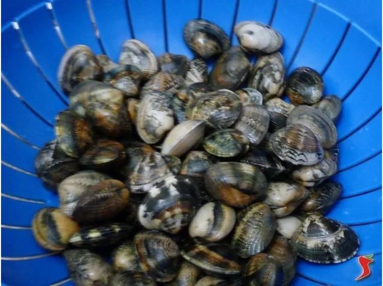 spurgare le vongole