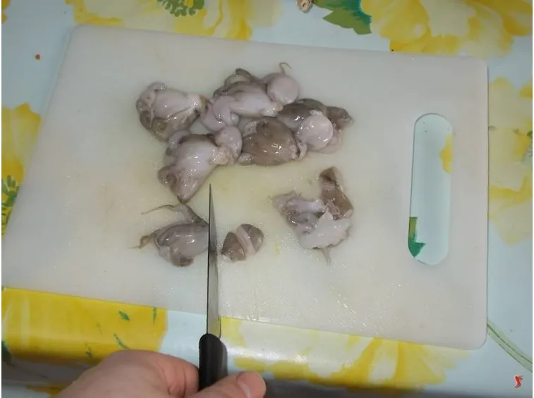 polipetti
