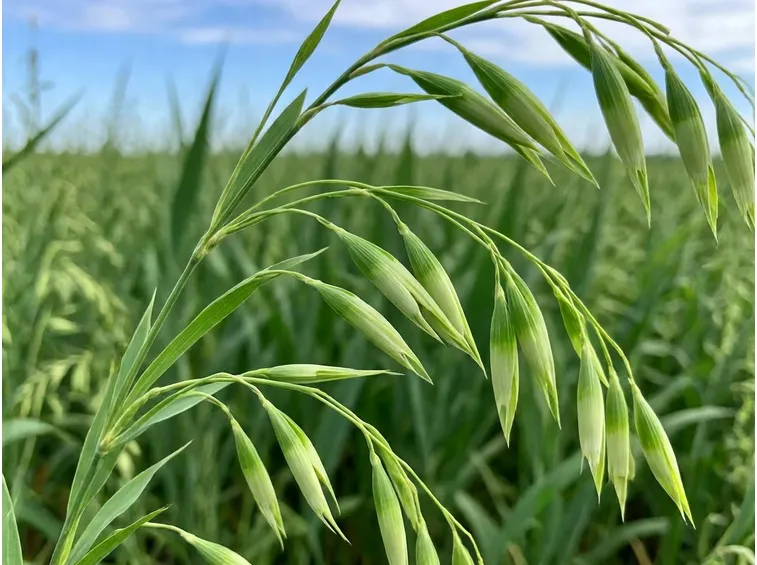 avena