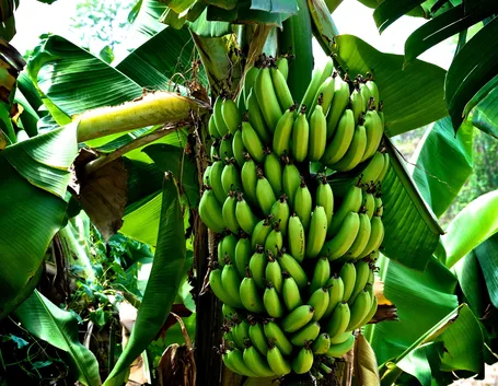 banano
