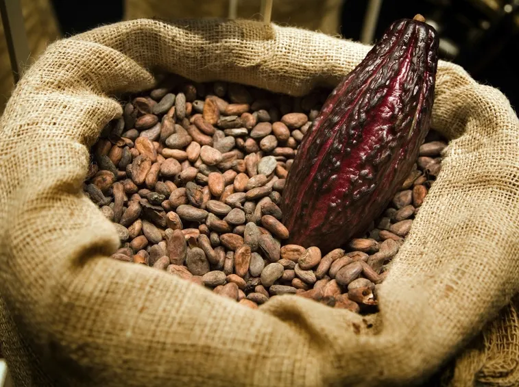 cacao