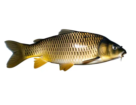 CARPA