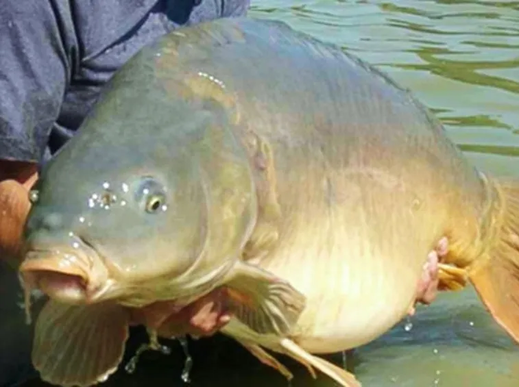 CARPA