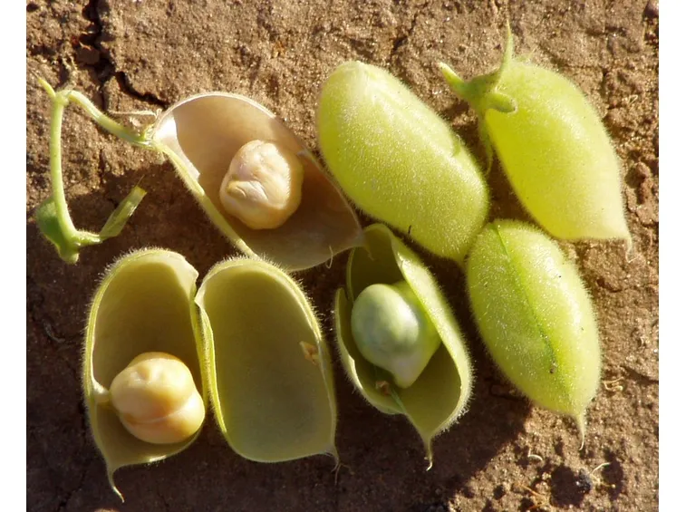 Ceci secchi