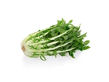 CICORIA