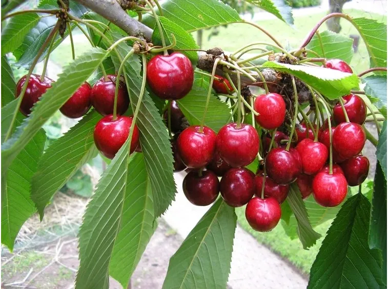 albero ciliegia