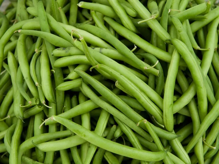 FAGIOLINI