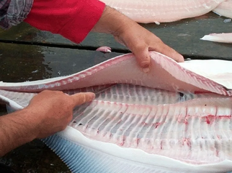 halibut