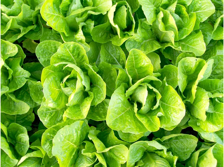 lattuga