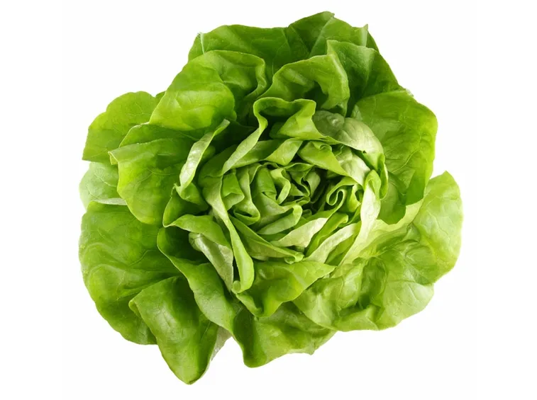 Lattuga