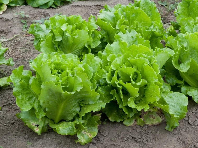 Lattuga