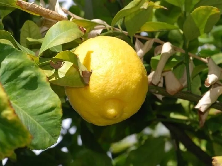 limone