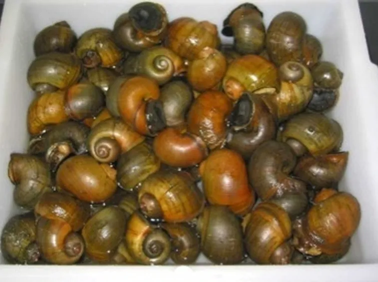 Lumaca