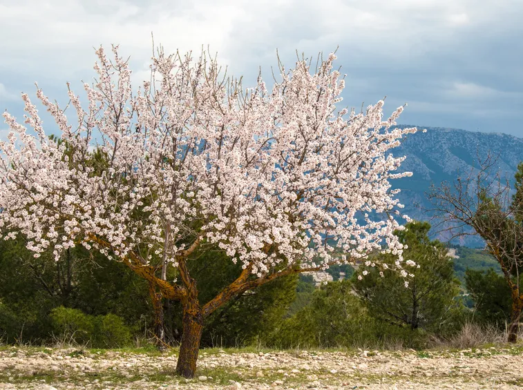Albero Mandorle 
