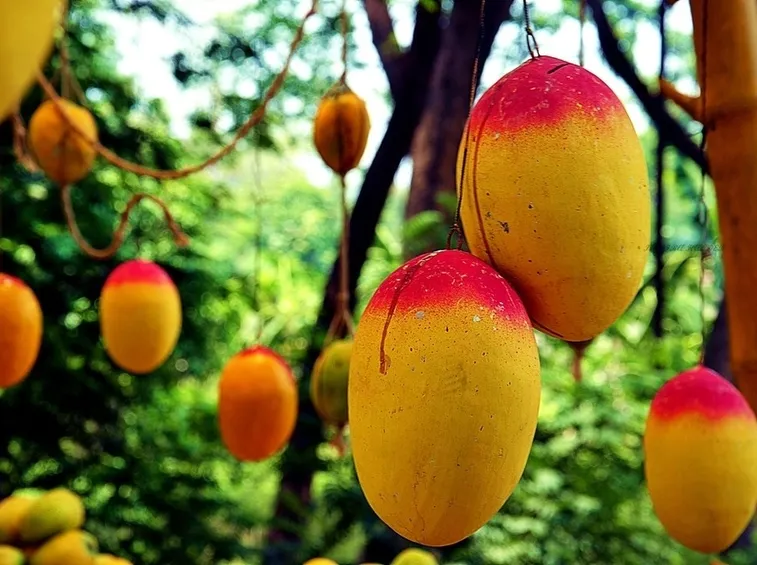 mango