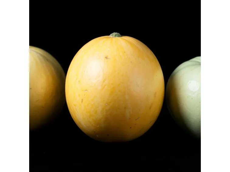 Melone invernale