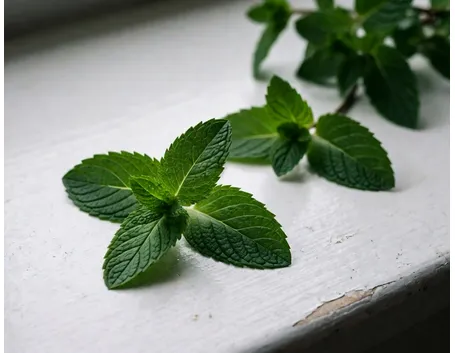 Menta fresca