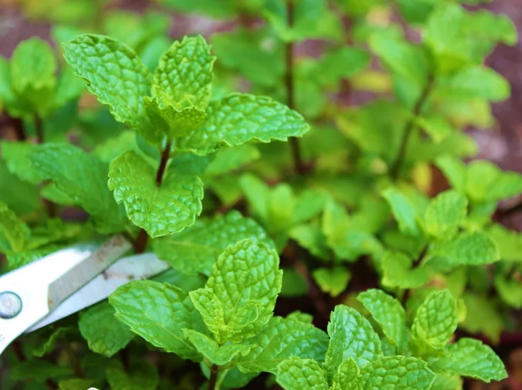 Menta fresca