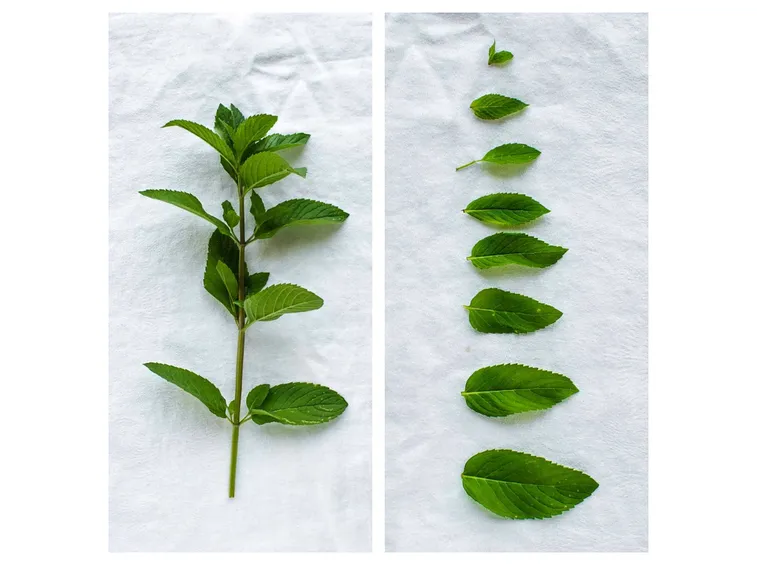 Menta fresca
