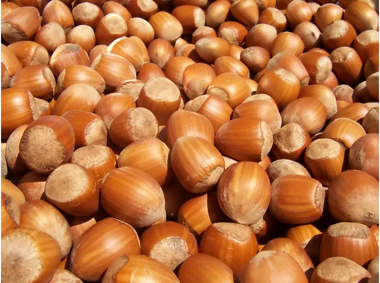 Nocciole