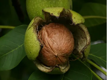 Noci fresche