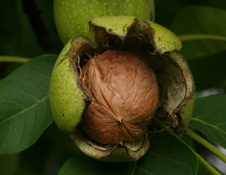 Noci fresche