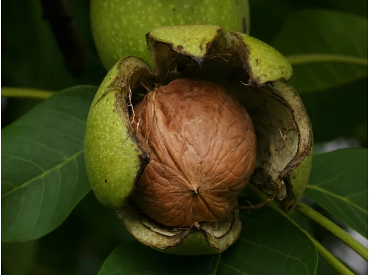 Noci fresche