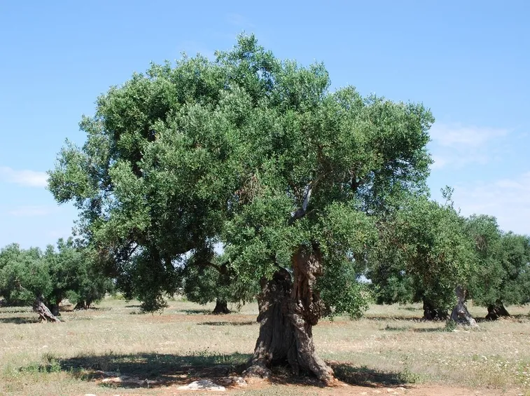 ulivo