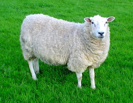 pecora