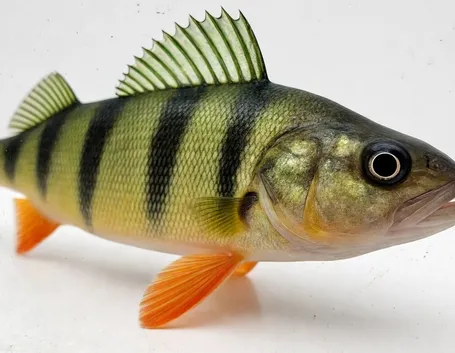 Pesce persico