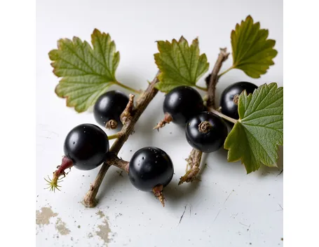 Ribes nero