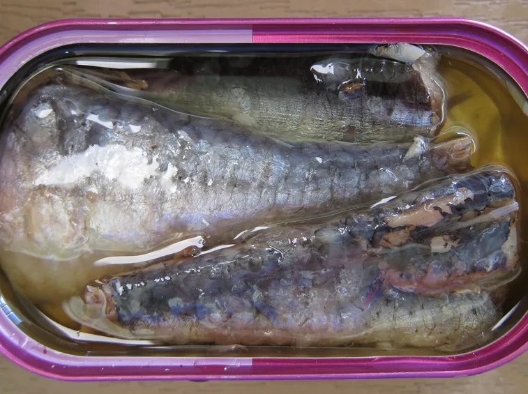 sardine